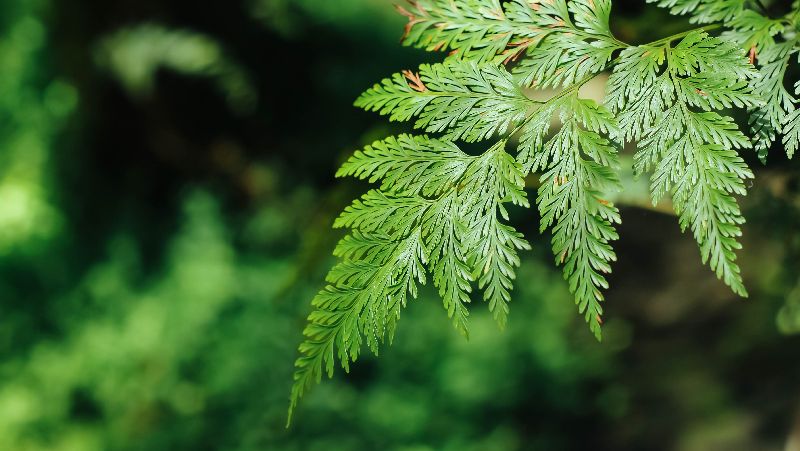 how to grow hares foot fern 2