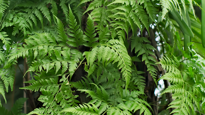 Hare's Foot Ferns (Davallia solida var. pyxidata)