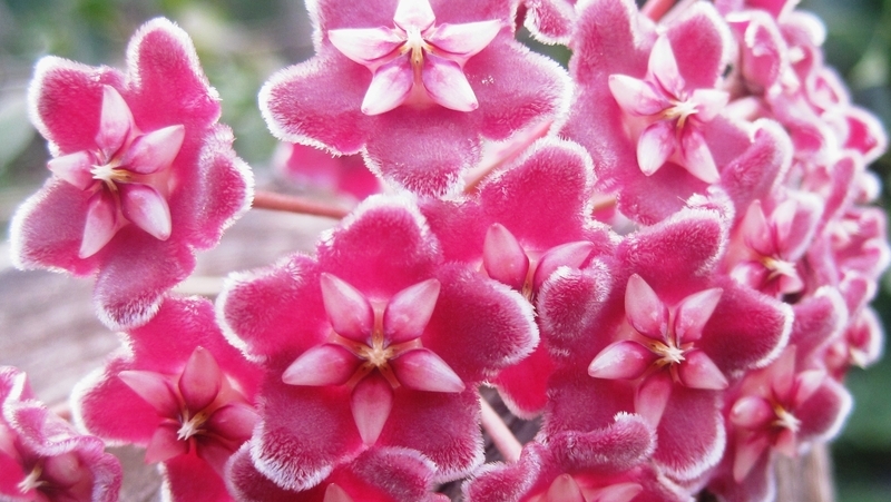 Hoyas (Hoya spp.)