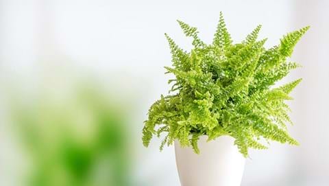 How to Grow Boston Fern