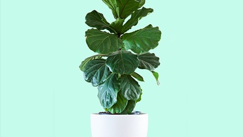 How to Grow a Fiddle Leaf Fig