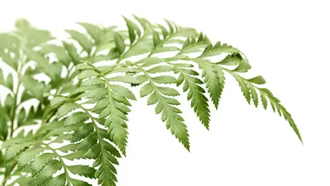 How to Grow Leather Leaf Fern