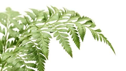 How to Grow Leather Leaf Fern