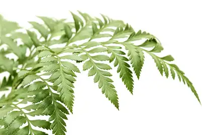 Leather Leaf Fern