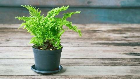 How to Grow Maidenhair Fern