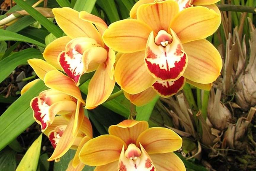 Cymbidium Orchids