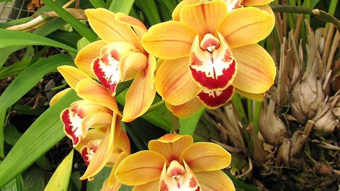 How To Grow Cymbidium Orchids