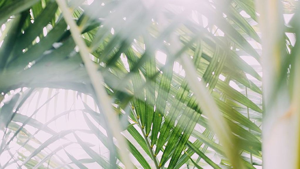 Palms