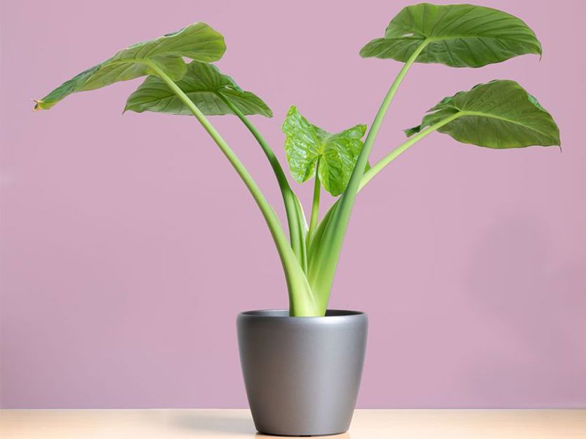 How To Grow Alocasia