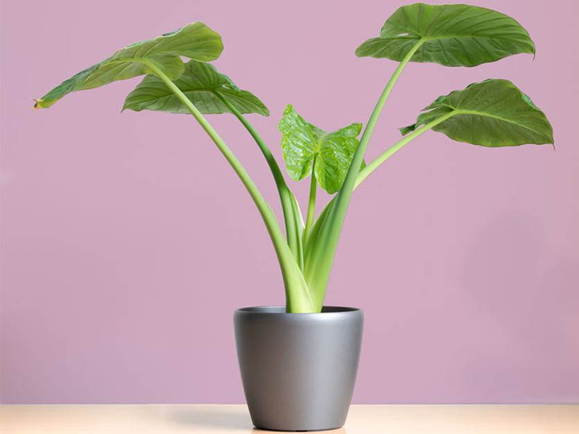 wallpapers Elephant Ear Plant Indoors Water Requirements how to grow alocasia
