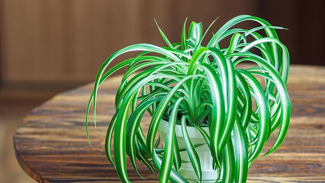 How To Grow Spider Plant How To Grow Spider Plant