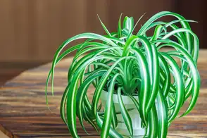 Spider plant (Chlorophytum comosum)