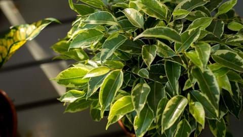 How to Grow Weeping Fig