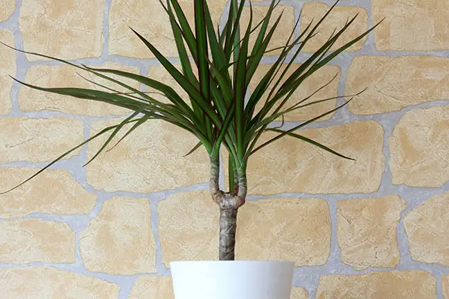 how to grow madagascar dragon tree 2