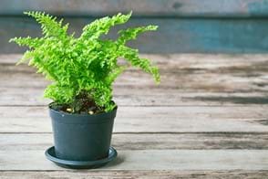 how to grow maidenhair fern 2