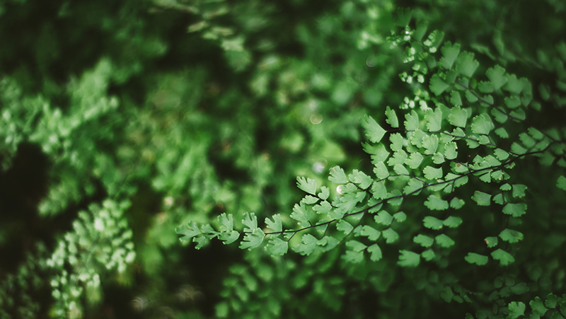 how to grow maidenhair fern 3