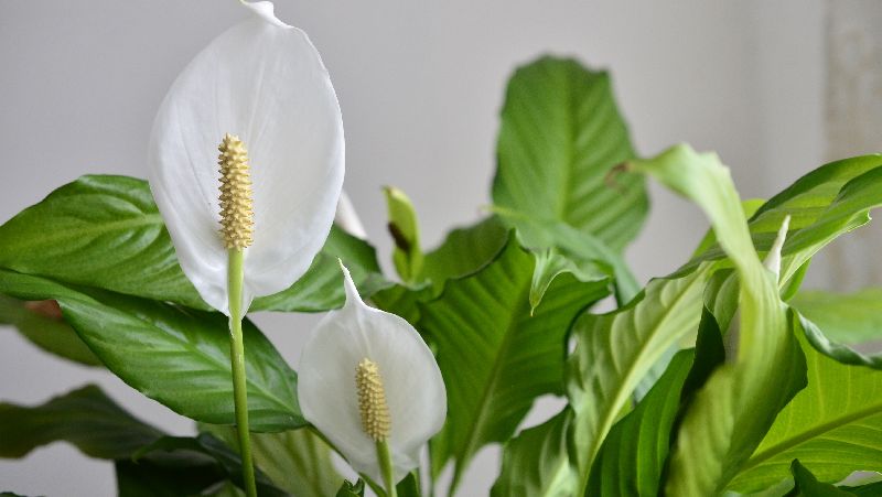 Peace Lilies (Spathiphyllum wallisii)