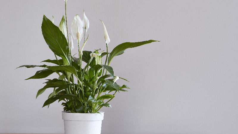 how to grow peace lily 2