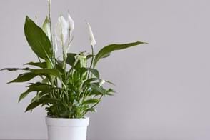 how to grow peace lily 2