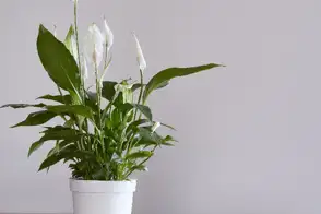 how to grow peace lily 2
