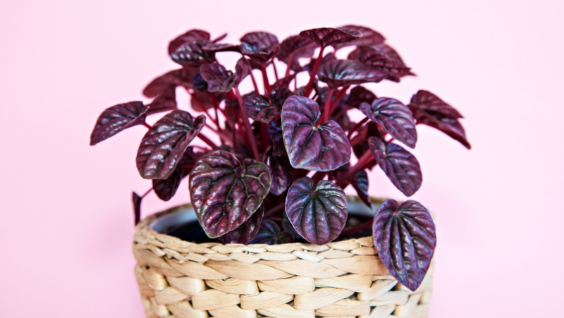 how to grow peperomia 2