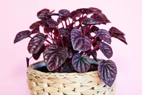 how to grow peperomia 2