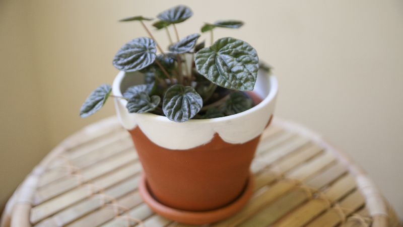 how to grow peperomia 3