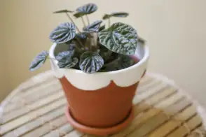 how to grow peperomia 3