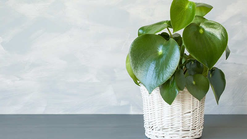 how to grow peperomia 4