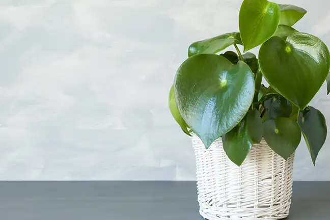 how to grow peperomia 4
