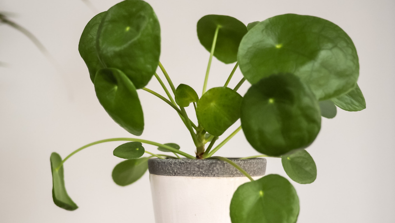how to grow pilea 2