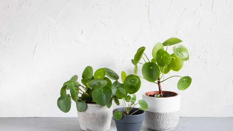 how to grow pilea 3
