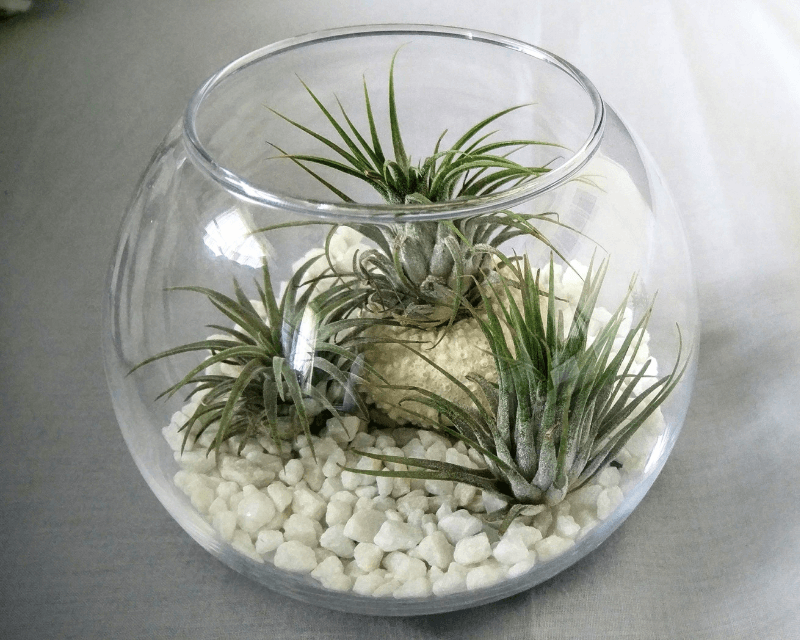 Air Plants