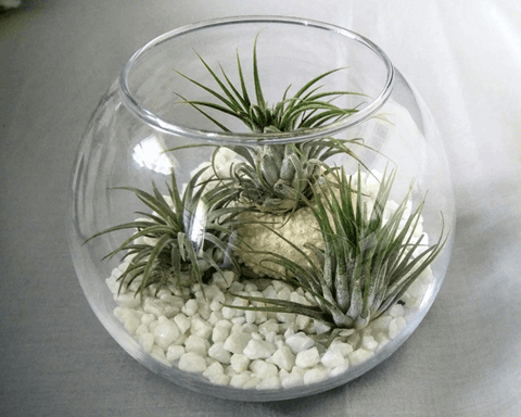 How to Grow Air Plants