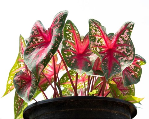 How to Grow Caladium