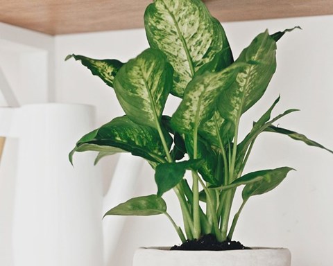 How to Grow Dieffenbachia