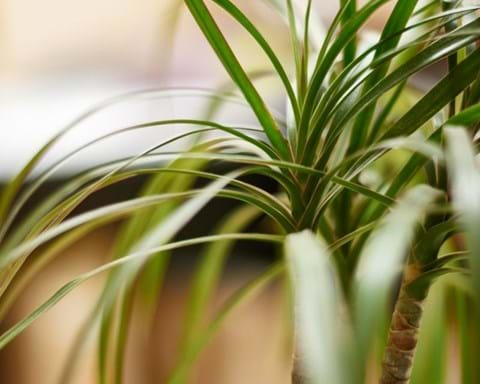 How to Grow Dracaena