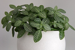 How to Grow Fittonia