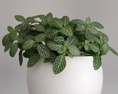 How to Grow Fittonia