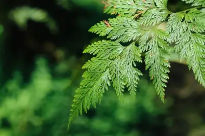 Hares Foot Fern