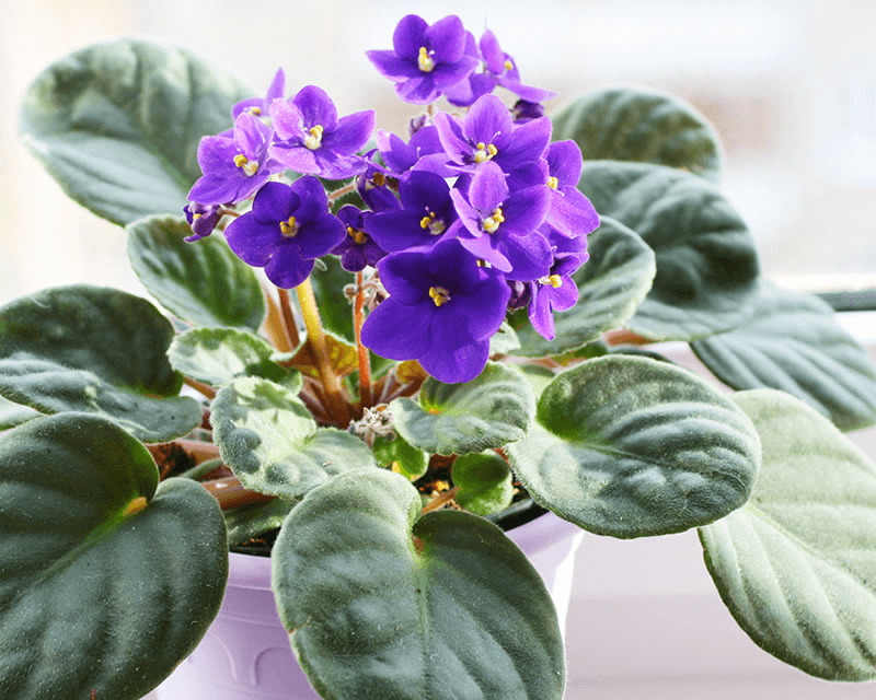 Cómo cuidar las plantas de violeta africana en interiores.