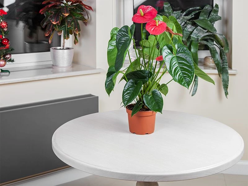 How to Grow Anthurium | Yates Australia