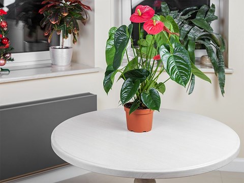 How to Grow Anthurium