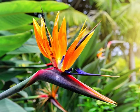 How to Grow Birds of Paradise