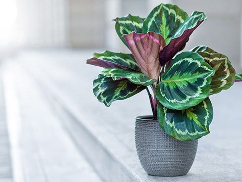 How to Grow Calathea