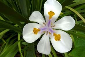 How to Grow Dietes
