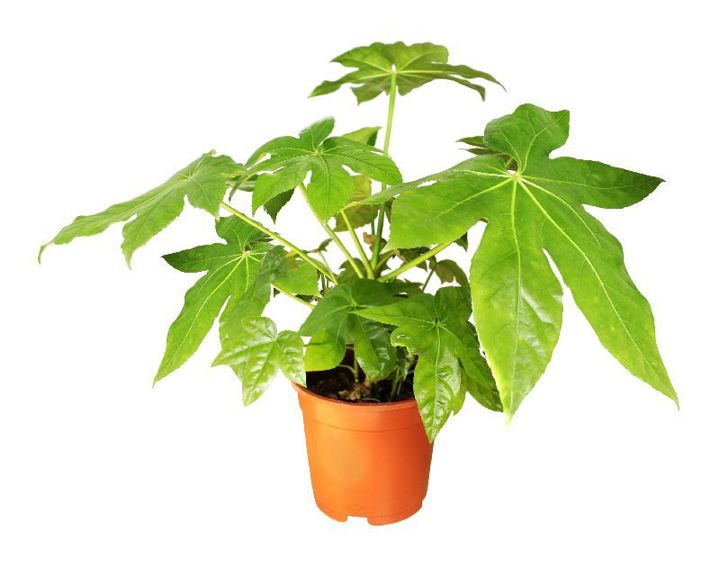 How to Grow Fatsia Japonica | Yates Australia
