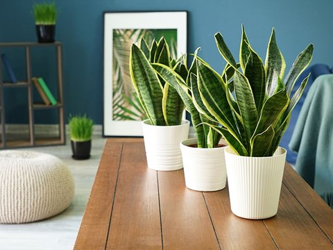 A trio of Mother-in-law's Tongue plants on a wooden table