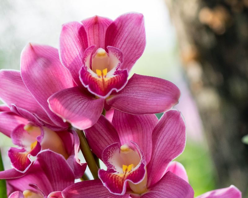 Getting your Cymbidium Orchid to Flower Yates