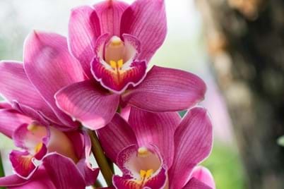 Getting your cymbidium orchid to flower